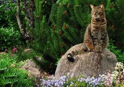 Feline on stone