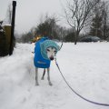 Winter dog
