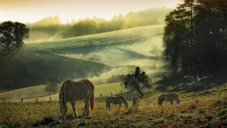 horse in a pasture at dawn