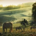 horse in a pasture at dawn
