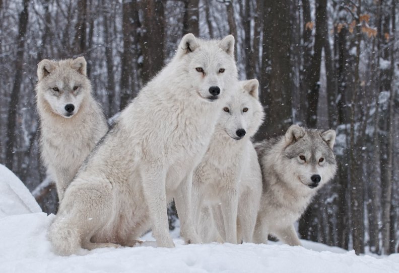 white_wolves.jpg