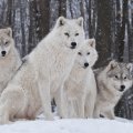 White wolves
