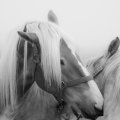 horse love
