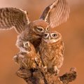 Owl family