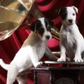 Gramaphone pups