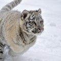 white tiger cub