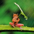 Frog umbrella