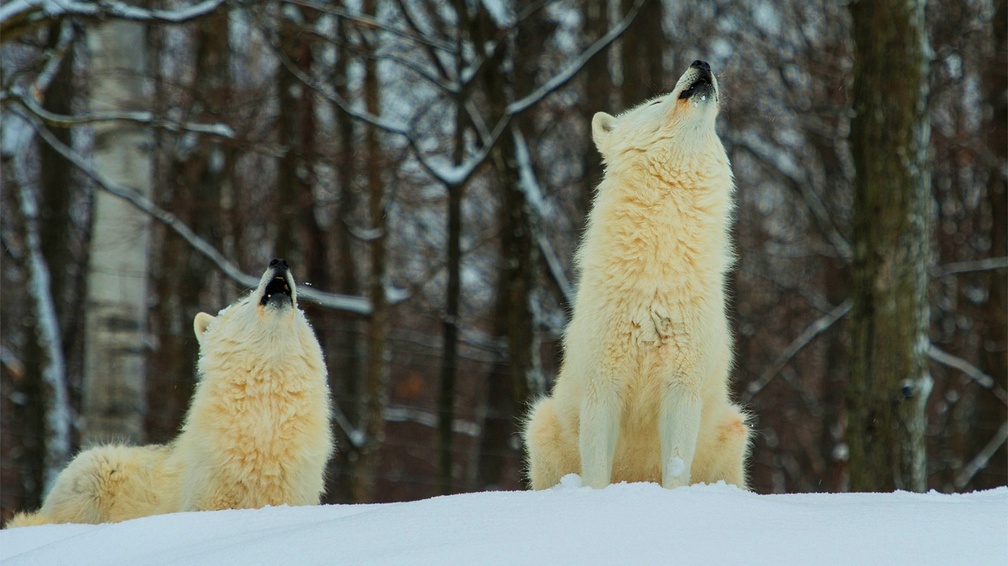 howling white wolves