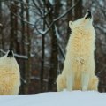 howling white wolves