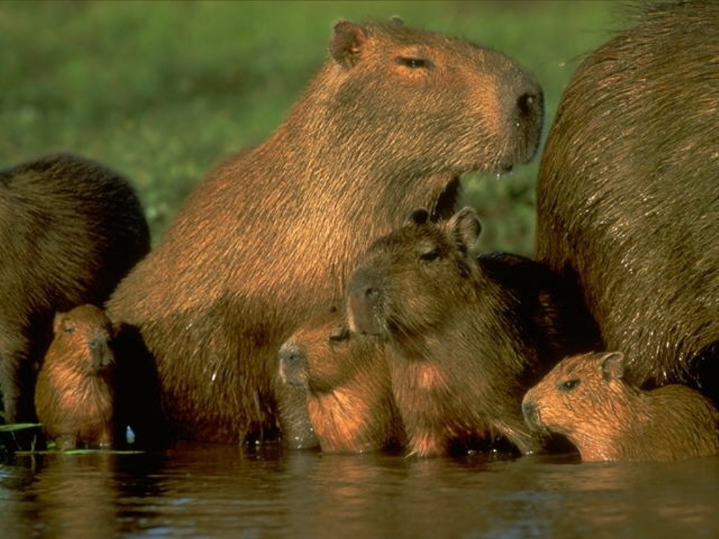 Capibara family