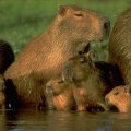Capibara family