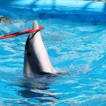 Dolphine Hoop Playing