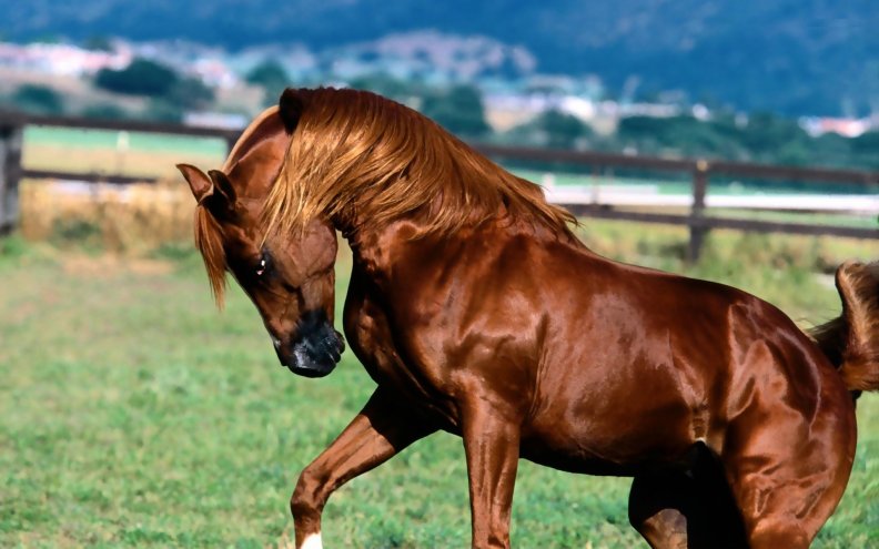 horse.jpg