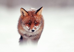 red fox in the mist