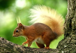 Squirrel climbing