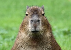 Capibara portrait