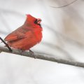 Cardinal at feeding time.