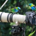 Green_headed Tanagers