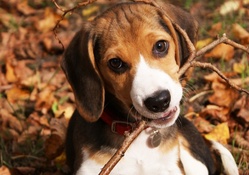 Playful Beagle!♥
