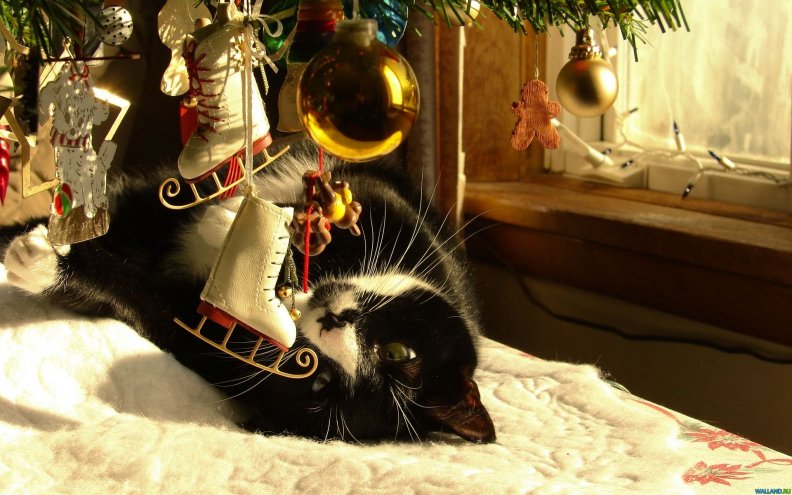 christmas_cat.jpg