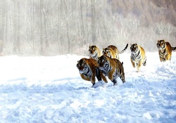 tigers in snow