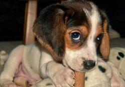 Beagle baby