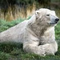 Old Polar Bear from Scotland Zoo