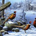 Pheasants in snow...