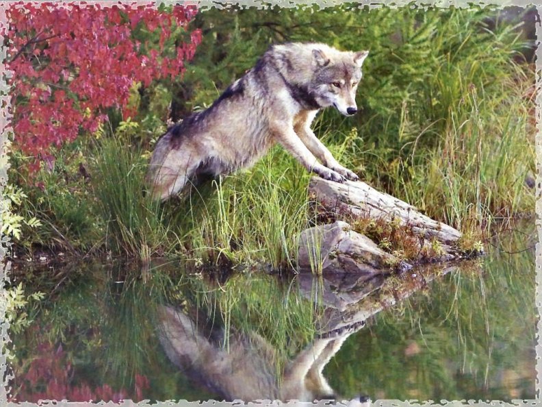 gray_wolf.jpg