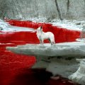 Bloody river