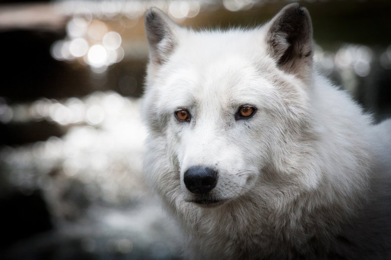 arctic_wolf.jpg