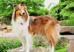*** Longhaired dog ***