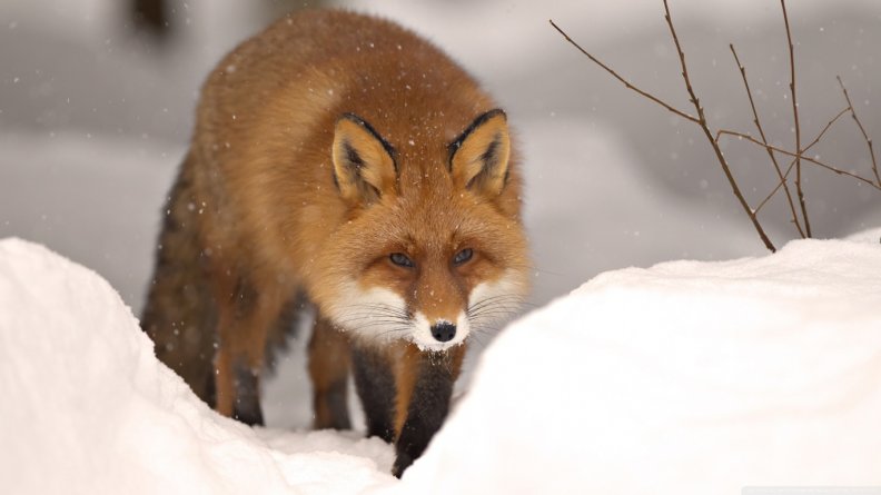 hunting_fox.jpg