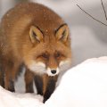 Hunting fox
