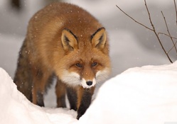 Hunting fox