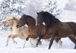 __norwegian horses