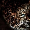 Glowing Leopard