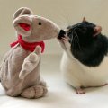 Rat And Toy