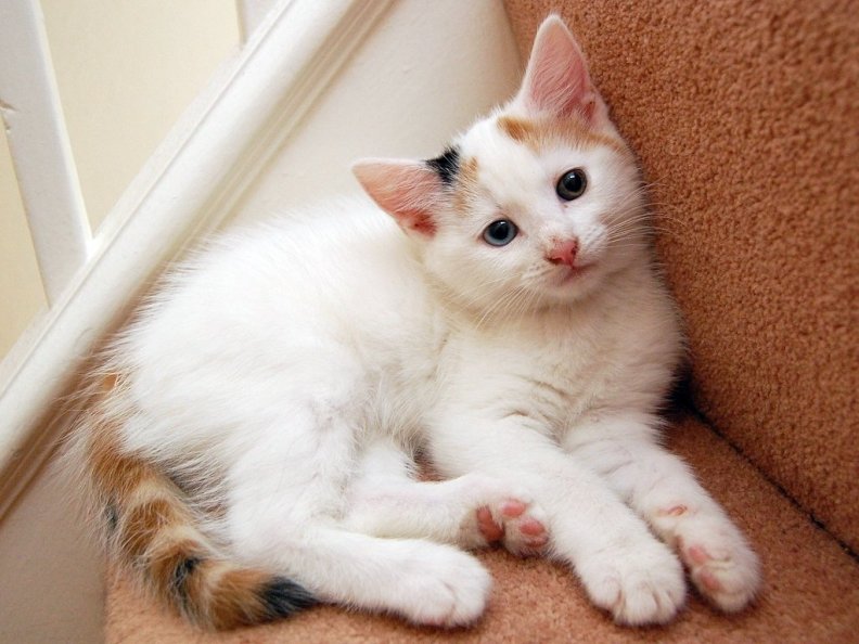 pretty_white_cat.jpg