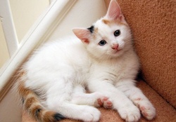 pretty white cat