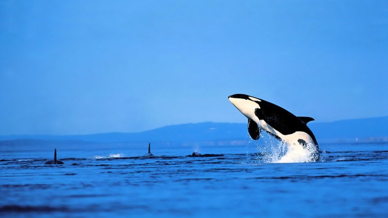 orca leaping out of the sea