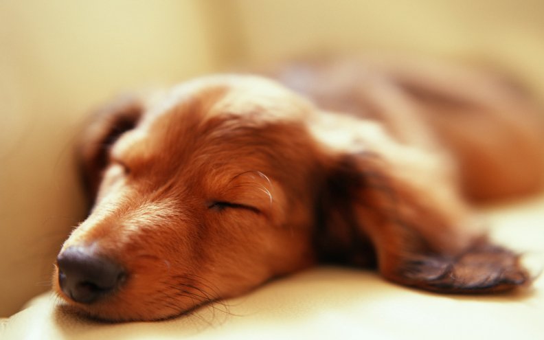 sleeping_dachshund.jpg