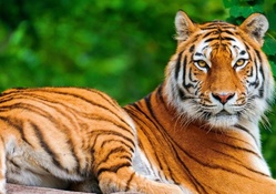 Stunning Tiger!