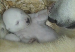 polar(newborn) bear