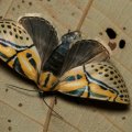Costa Rican moth