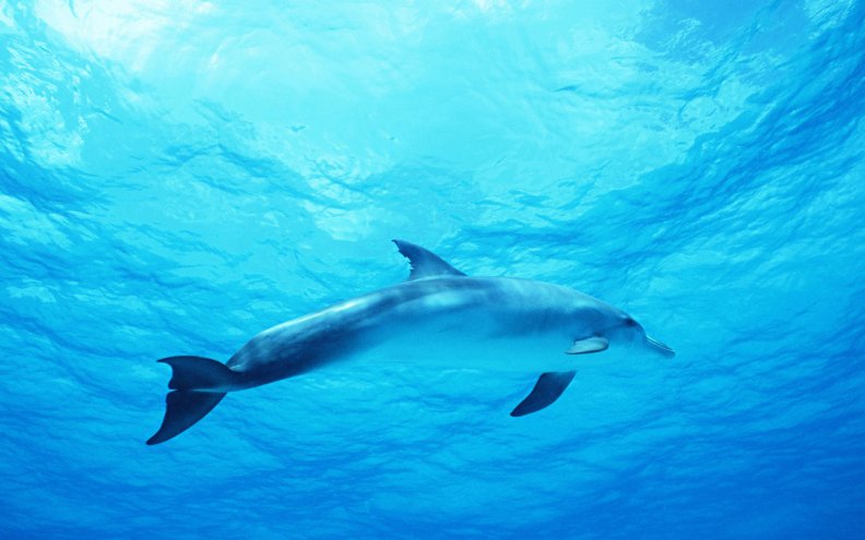 dolphin_in_a_deep_blue_sea.jpg