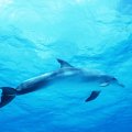Dolphin in a Deep Blue Sea