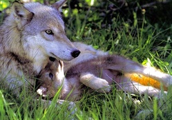 Wolf Mom