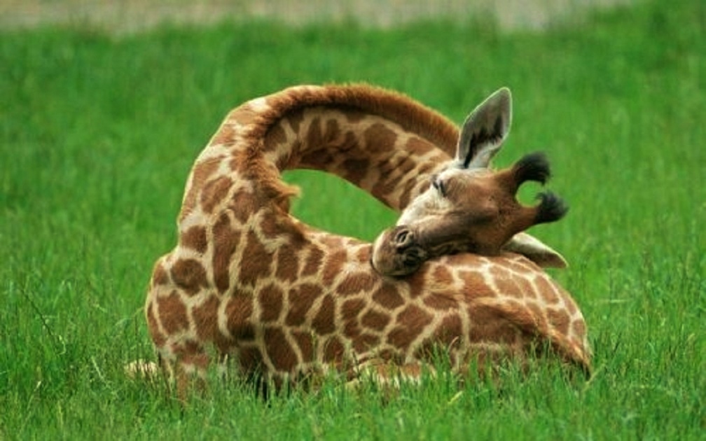 Tag Baby Giraffe Download Hd Wallpapers And Free Images