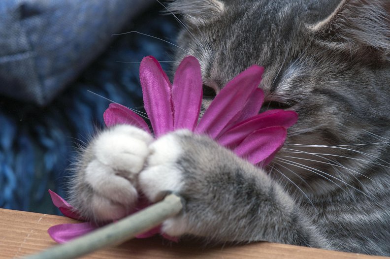 Cat and flower